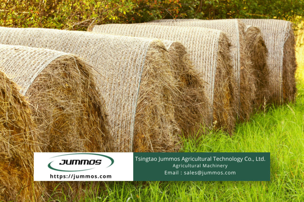 The Cheapest Way to Feed Cattle 4 Popular Ways Jummos