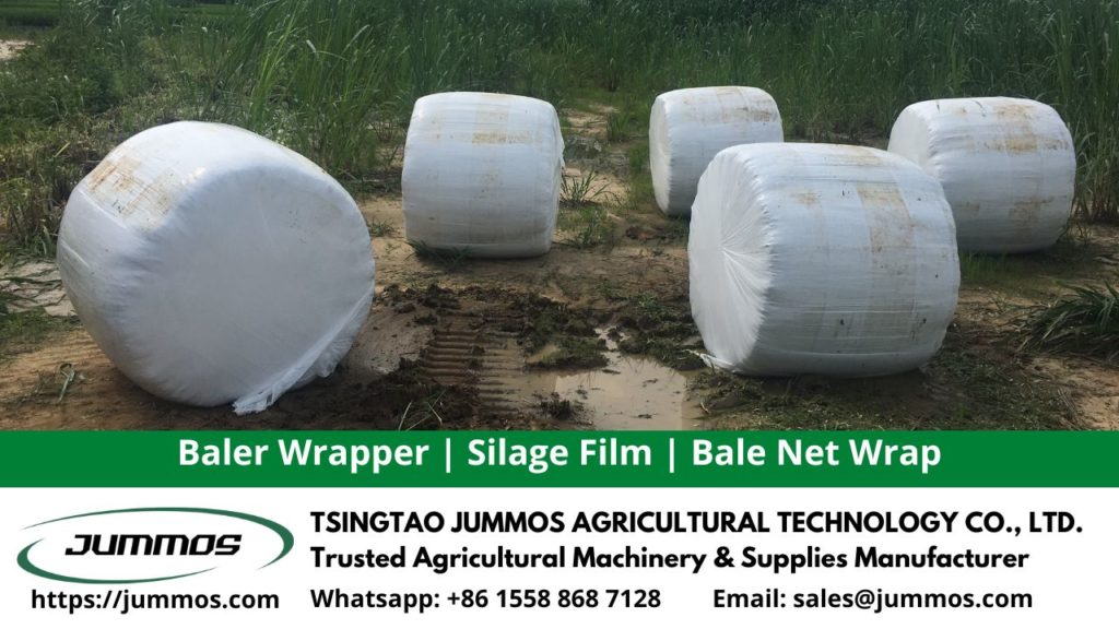 Oat Straw One Plant with Multiple Benefits Jummos